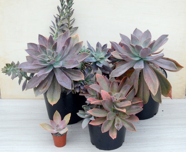 x Graptoveria 'Fred Ives'