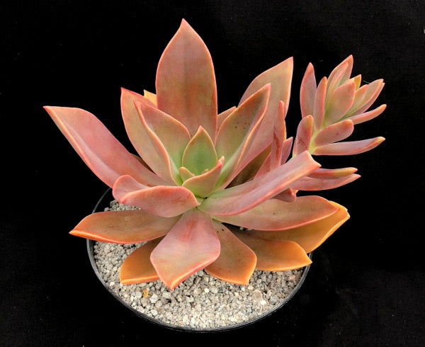 x Graptoveria 'Fred Ives'
