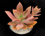 x Graptoveria 'Fred Ives'