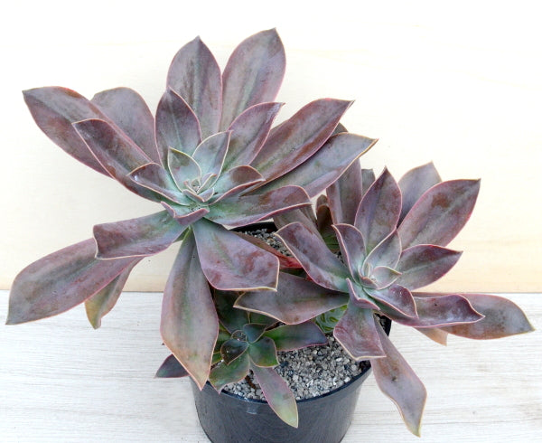 x Graptoveria 'Fred Ives'