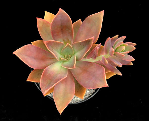 x Graptoveria 'Fred Ives'