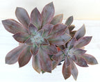 x Graptoveria 'Fred Ives'