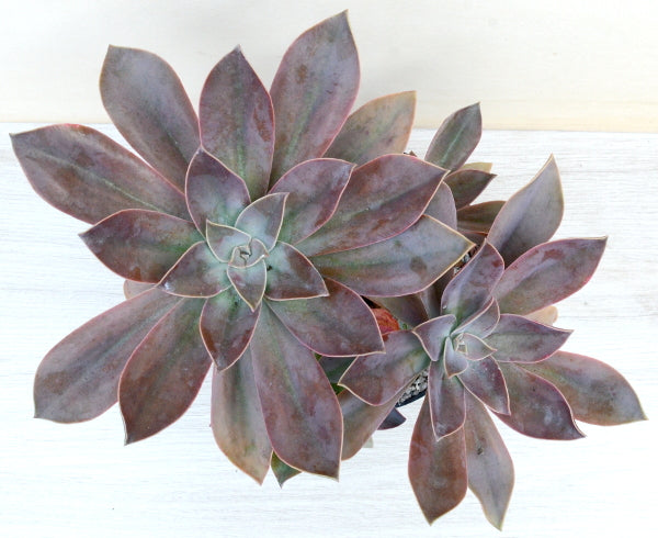 x Graptoveria 'Fred Ives'