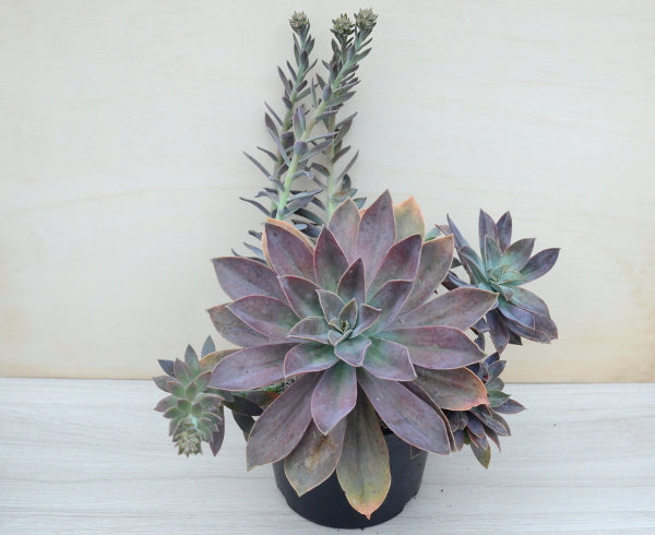 x Graptoveria 'Fred Ives'