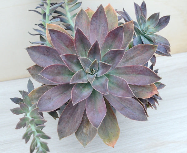 x Graptoveria 'Fred Ives'