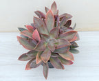 x Graptoveria 'Fred Ives'
