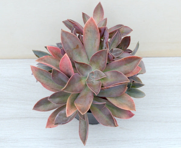 x Graptoveria 'Fred Ives'