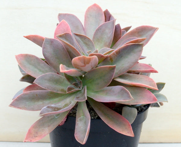 x Graptoveria 'Fred Ives'