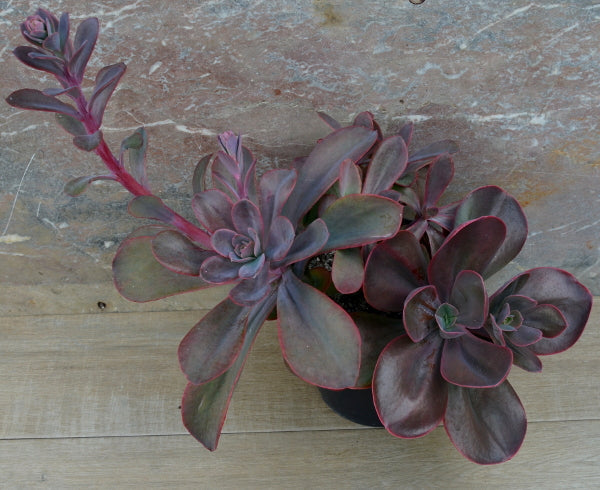 Echeveria 'Fred Wass'