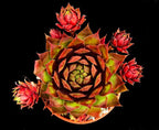 Sempervivum 'Free Spirit'