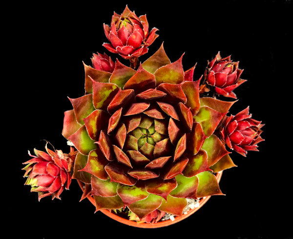 Sempervivum 'Free Spirit'