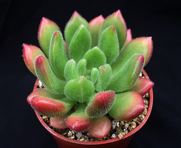 Echeveria 'Frida Kahlo'