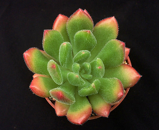 Echeveria 'Frida Kahlo'