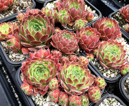 Sempervivum 'Frothy Coffee'