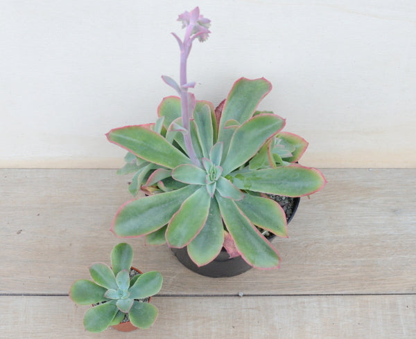 Echeveria fulgens