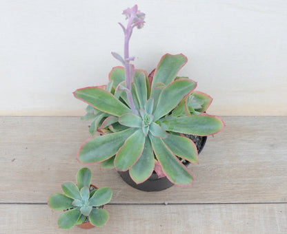 Echeveria fulgens