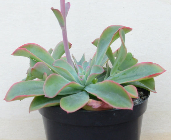 Echeveria fulgens