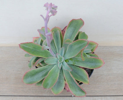 Echeveria fulgens