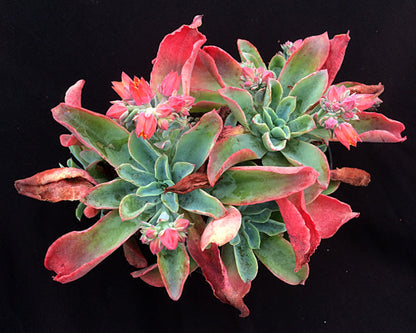 Echeveria fulgens