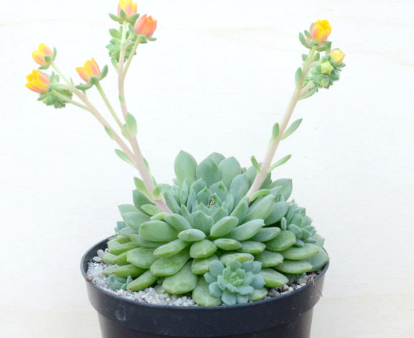 galaxy blue succulent Echeveria 'Galaxy Starlet' – Surreal Succulents
