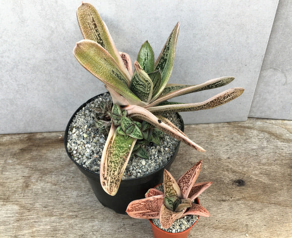 Gasteria 'Little Warty'