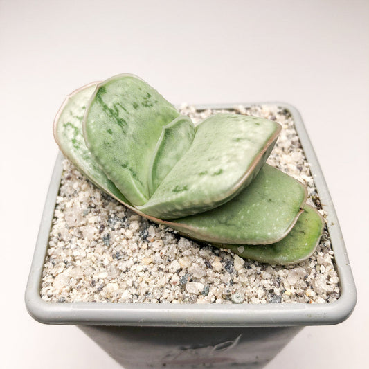 Gasteria 'Smokey'