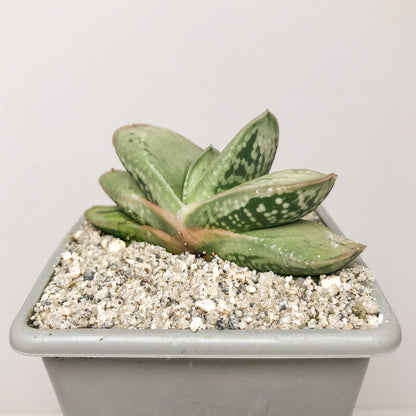 Gasteria 'Smokey'