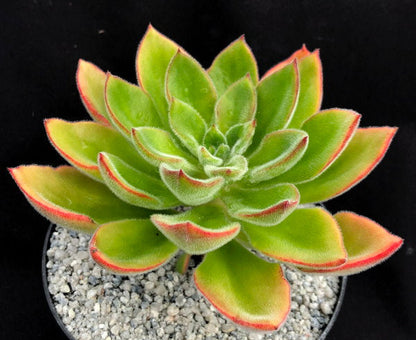 Echeveria 'Giant Mexican Firecracker'