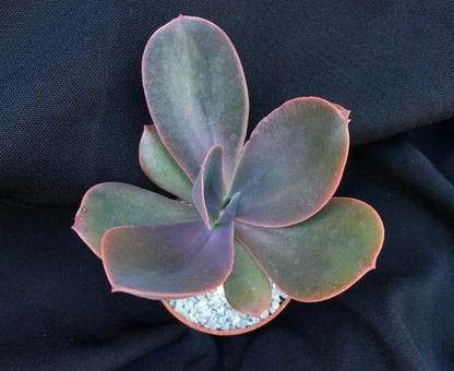 Echeveria gibbiflora