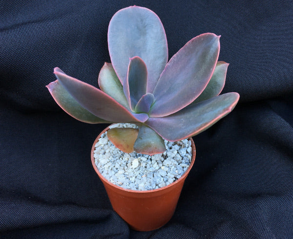 Echeveria gibbiflora