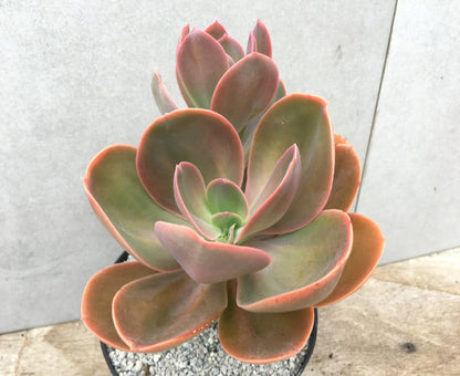 Echeveria gibbiflora