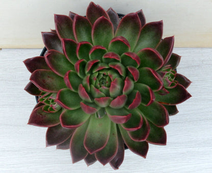 Echeveria x gilva 'Red'