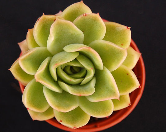 Echeveria 'Gilva'