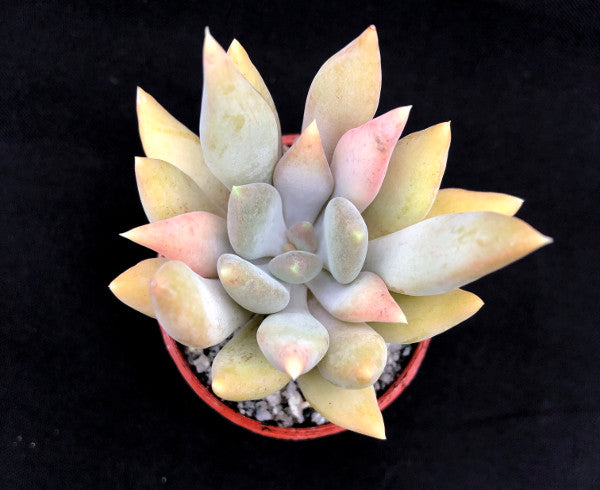 x Pachyveria 'Glacier'