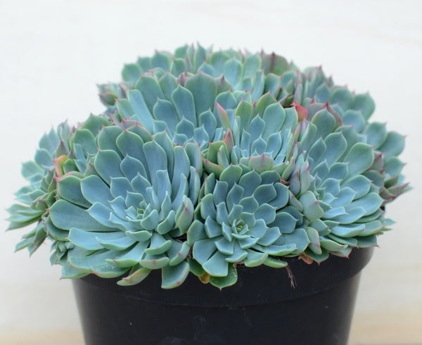 galaxy blue succulent Echeveria glauca – Surreal Succulents
