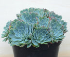 Echeveria glauca