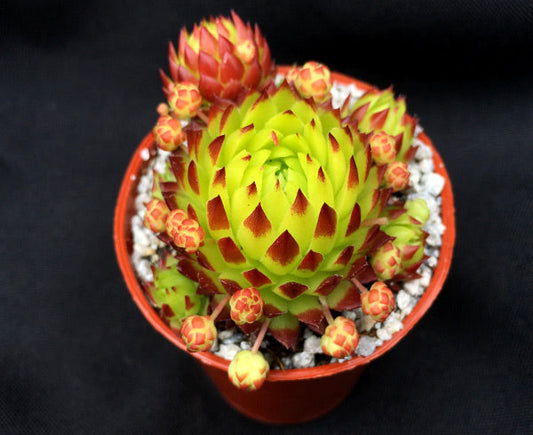 Sempervivum ssp. globiferum 'Toska'