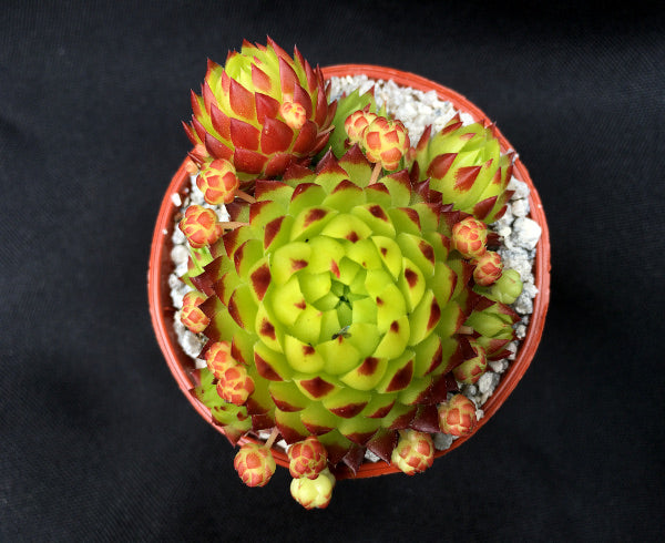 Sempervivum ssp. globiferum 'Toska'