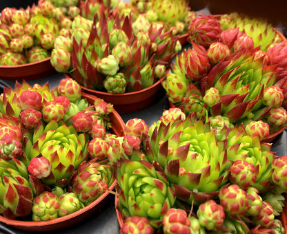 Sempervivum ssp. globiferum 'Toska'