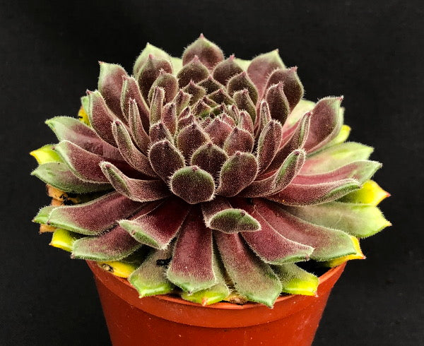 Sempervivum 'Golden Dial'