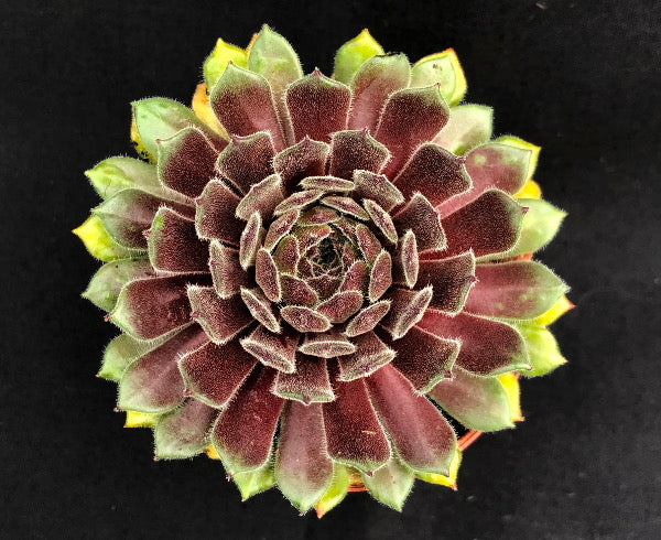 Sempervivum 'Golden Dial'