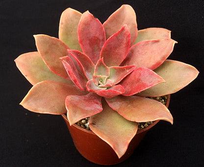 Echeveria 'Golden Towers'