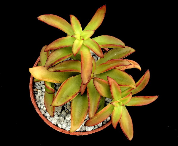 Echeveria goldmanii