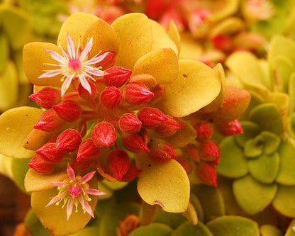 Aeonium goochiae