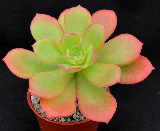 Aeonium gorgoneum