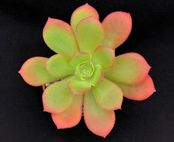 Aeonium gorgoneum