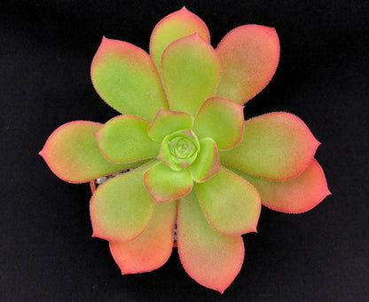 Aeonium gorgoneum