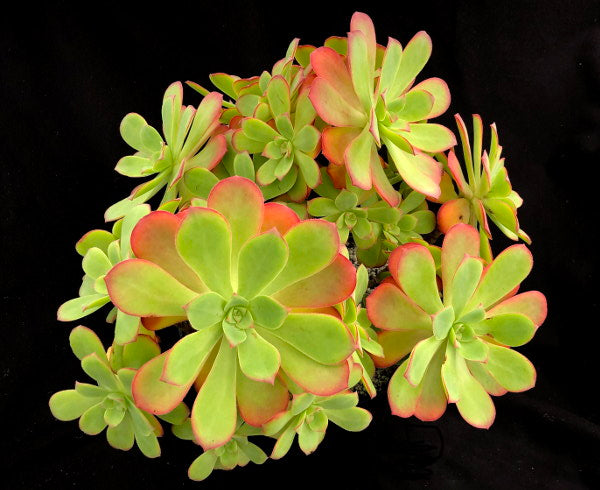 Aeonium gorgoneum