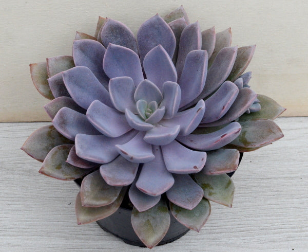 x Graptoveria 'Debbie'