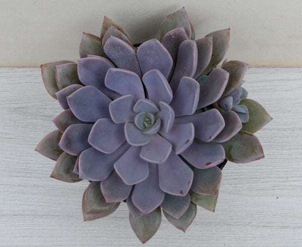 x Graptoveria 'Debbie'